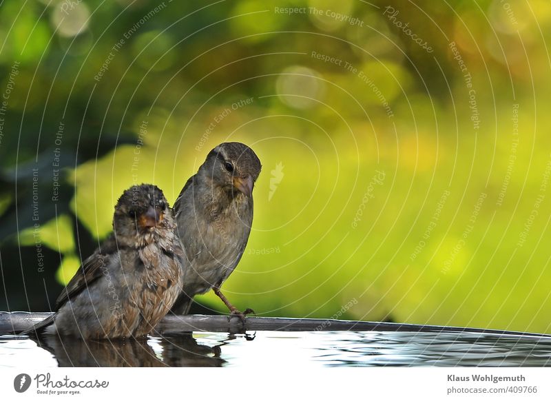 Junger Haussperling badet unter Mamas Aufsicht in der Vogeltränke Tier 2 Tierjunges Wasser Schwimmen & Baden Reinigen frisch Gesundheit braun gold grau grün