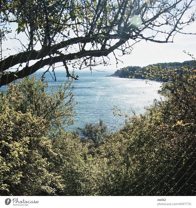 Rügen Insel Rügen Ostsee Wasser Sonnenlicht Landschaft Wellen Bäume Küste Ferien & Urlaub & Reisen Menschenleer Ferne Horizont Strand Mecklenburg-Vorpommern