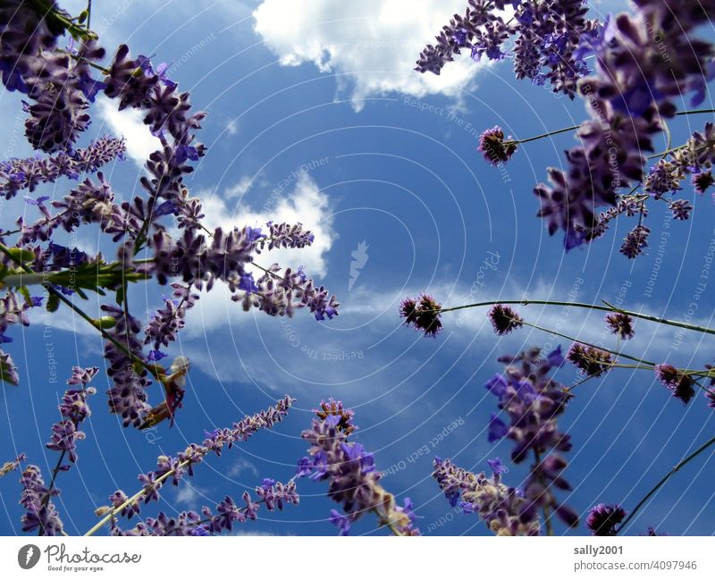 Lavendelduft Duft duften Lavendelblüten Himmel Sommer schönes Wetter Wölkchen Froschperspektive lila violett Blüte Pflanze Garten Heilpflanzen