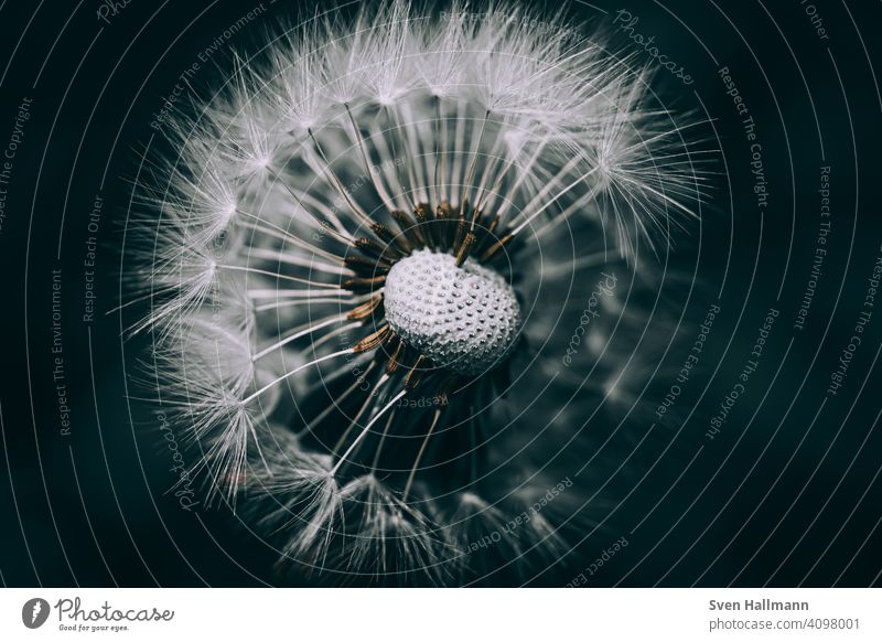 Löwenzahn mit schwarzem Hintergrund Natur Pflanze Blume Makroaufnahme Nahaufnahme Sommer Herbst Schlag Außenaufnahme Himmel filigran Samen Zahn senken Air weiß