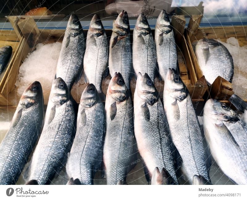 Frischer Fisch auf Eis in Holzkisten vor einem Geschäft in Bursa in der Türkei frisch gekühlt Fischgericht Küche kochen Markt Wochenmarkt Basar Schuppen Kiemen