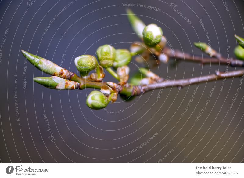 Knospen eines Baumes Blüte weiß grün Natur Pflanze Frühling Blühend Farbfoto Nahaufnahme Außenaufnahme Garten Schwache Tiefenschärfe Menschenleer Wachstum schön