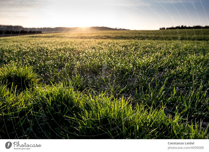 Glitzerndes Gras im Morgenlicht grün Sonnenaufgang Morgendämmerung morgens Morgenstimmung Tau Natur Wiese Sonnenlicht Licht Landschaft Menschenleer Farbfoto