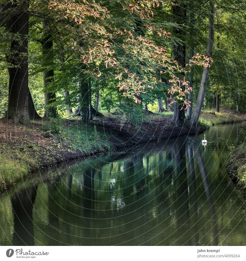 Mir schwant nichts Gutes Schwan Vogel Wasservogel Park Cottbus Branitzer Park Tier Natur Wasservögel Reflexion & Spiegelung Fluss schwimmen Idylle