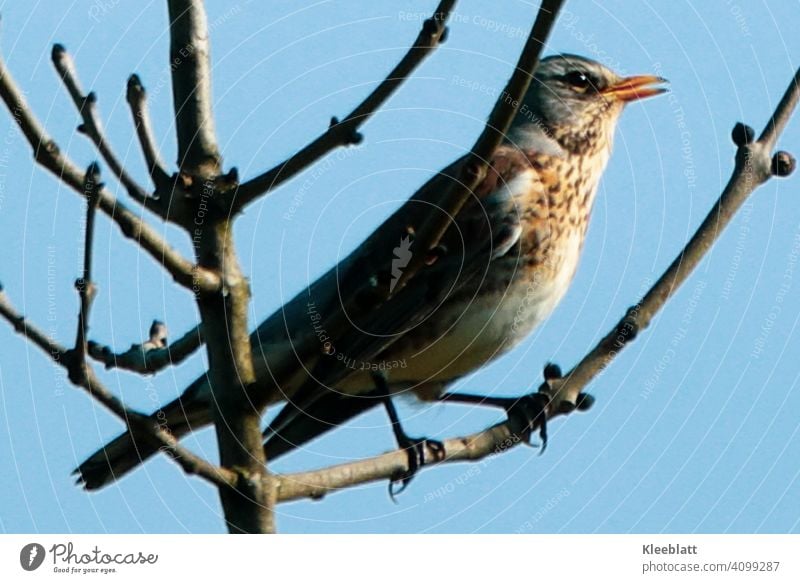 Wacholderdrossel sitzt in einer Baum Vogel Vogelart Natur Tier Tierfoto Feder Außenaufnahme Farbfoto Tierporträt Schnabel Wildtier Tiergesicht Flügel Umwelt