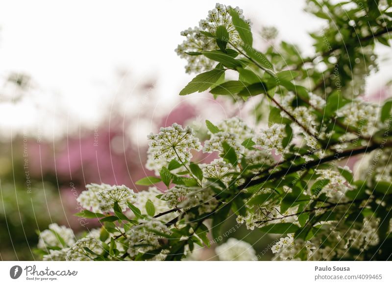 weiße Blumen Blüte Blühend Frühling Frühlingsgefühle Außenaufnahme Natur Pflanze Frühlingsblume Garten Farbfoto grün Unschärfe Frühblüher Wiese Frühlingsblumen