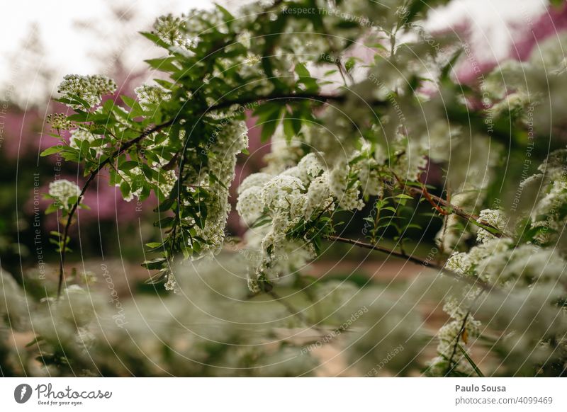 weiße Blumen Garten Blüte nah Blütenblatt Blühend Pflanze Natur Gartenblume Gartenpflanzen Sommer Unschärfe Schwache Tiefenschärfe Tageslicht Gartenblumen