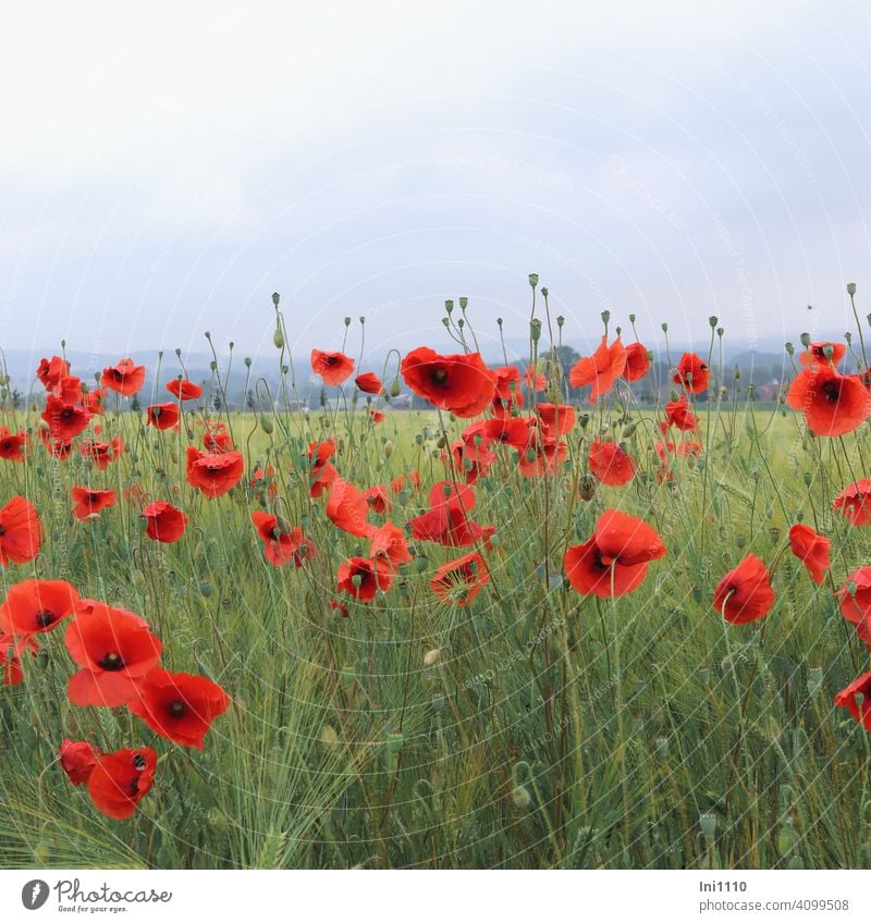 Mo(h)ntag - Klatschmohn am Feldrand bei Regenwetter Ackerwildkraut Papaver rhoeas Kornfeld rote Blüten Mohnkapseln Ähren trübes Wetter Wildpflanze Tropfen