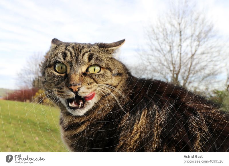 Lustiges Foto mit einer Katze die sich den Mund ableckt und dabei dämlich schaut katze lecken schlecken zunge nase ablecken lustig witzig spaßig klein dick