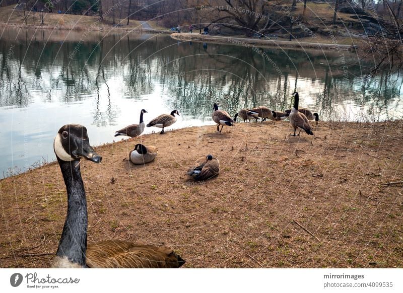 Kanadische Gans eine offene Fläche in der Nähe eines Sees Central Park New York eine Nahaufnahme Essen trockenes Gras Wildkanadagänse Kanadagans