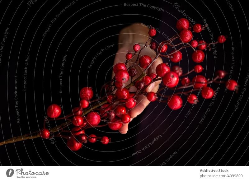 Erntehelfer mit handgemachten Beeren Ast Weihnachten Person zeigen handgefertigt Symbol traditionell rot dunkel Dekor Feiertag Winter Dezember Frucht festlich