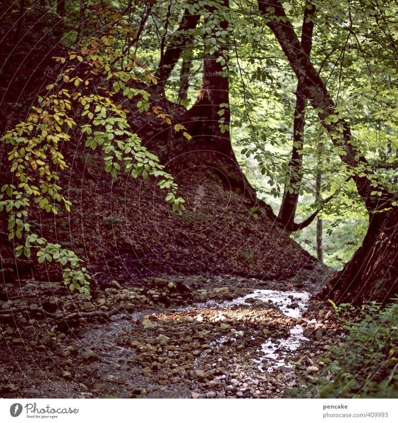 zufluchtsort Natur Landschaft Wasser Sommer Baum Wald Bach Zeichen Geborgenheit Romantik Wachsamkeit ruhig Heimweh Blätterdach Tobel Adelegg Allgäu verstecken