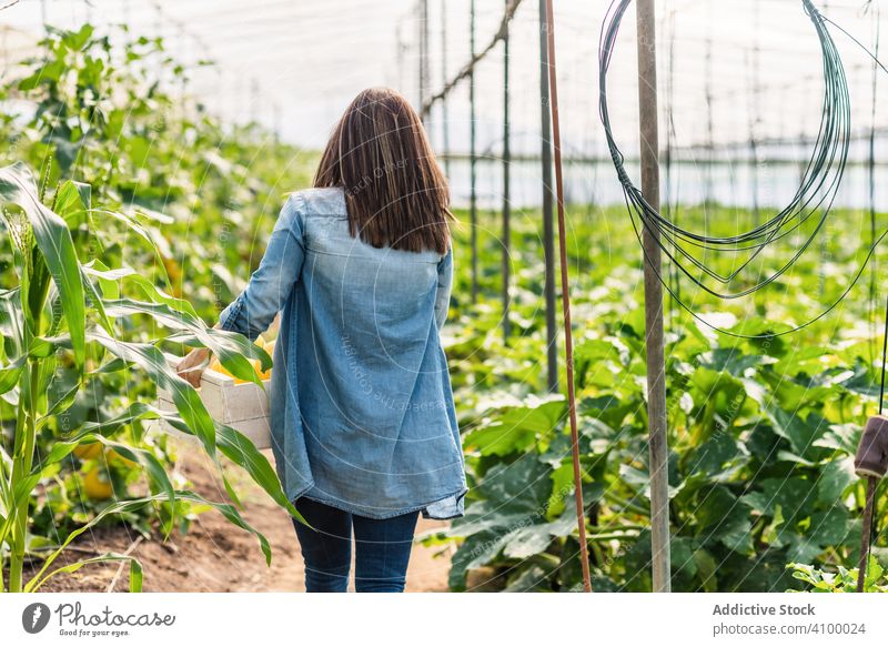 Landwirt trägt Kiste mit Ernte im Gewächshaus Frau Melonen Kontrolle Bauernhof achtsam Lebensmittel essbar prüfen sich[Akk] sammeln Mahlzeit Natur ländlich