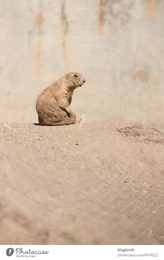 Präriehund I Zoo Tier Wildtier 1 Blick sitzen braun achtsam Wachsamkeit schön Farbfoto Außenaufnahme Menschenleer Textfreiraum rechts Textfreiraum oben