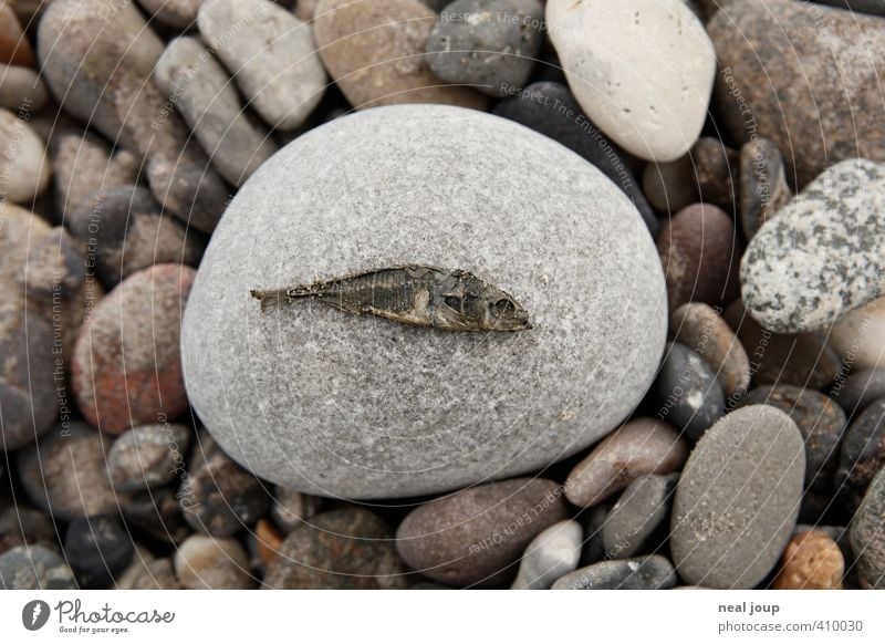 Fisch – Versteinerung Natur Stein Kieselstrand Totes Tier 1 ästhetisch grau Senior Verfall Vergangenheit Vergänglichkeit Gedeckte Farben Nahaufnahme