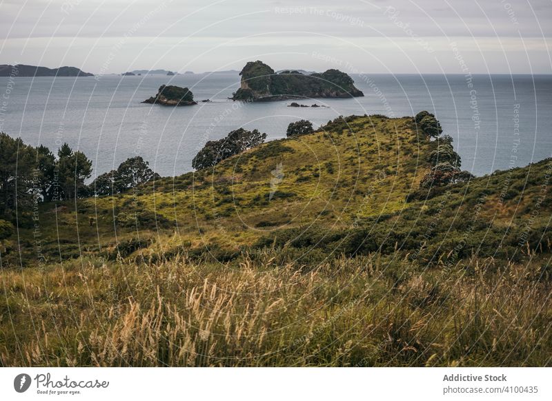 Feld mit kleinem Wald am Horizont MEER Landschaft Natur Baum blau Himmel Sommer grün Berge Klippe Felsen Tourismus reisen Gras Hügel Wiese Tal Coromandel