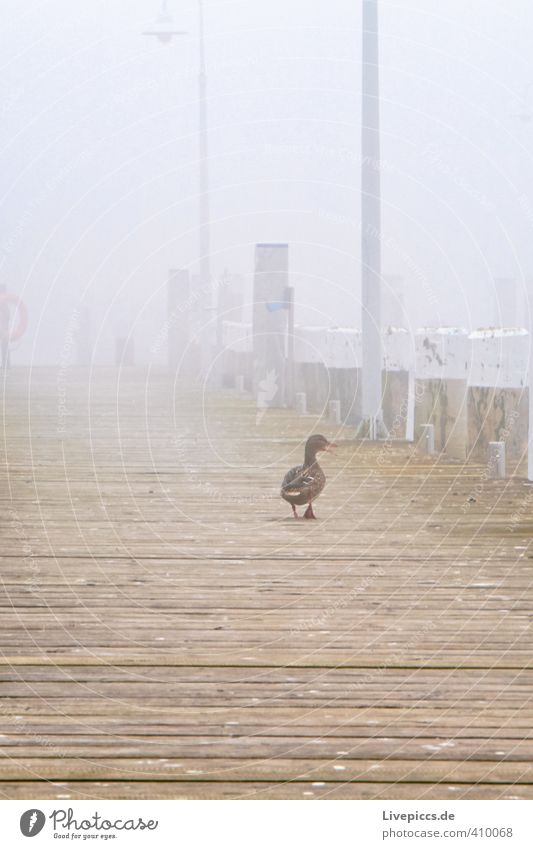 ...mein Weg Erde Nebel Tier Wildtier Vogel Ente 1 Lampe Holz genießen träumen braun gelb grau Gelassenheit geduldig ruhig Steg Farbfoto Gedeckte Farben