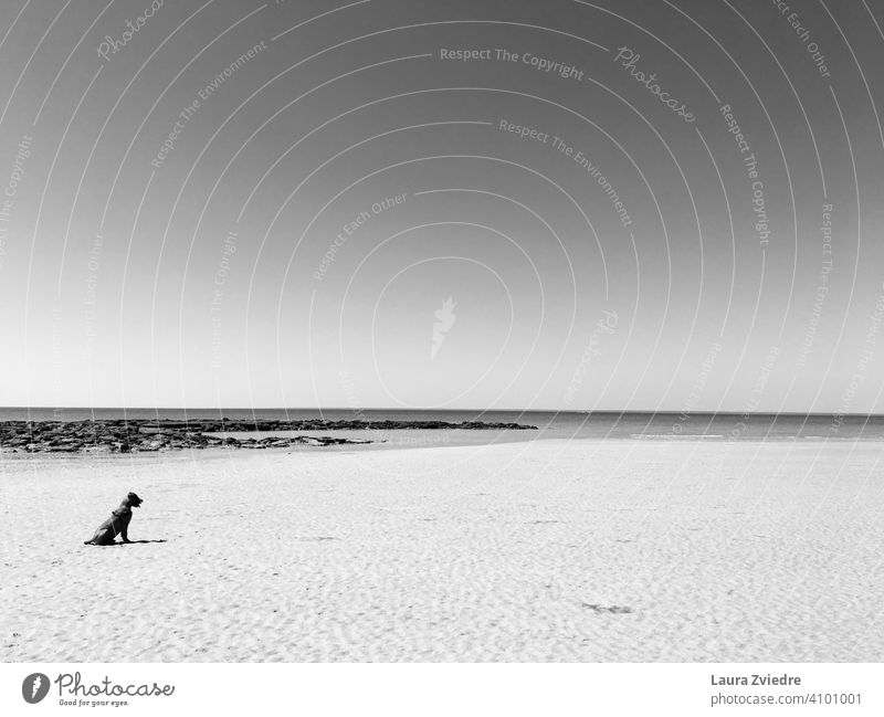 Hund am Strand Gassi gehen Haustier Spaziergang Natur MEER Meer Meeresstrand laufen Säugetier Küste Sommer Außenaufnahme mit dem Hund rausgehen Menschenleer