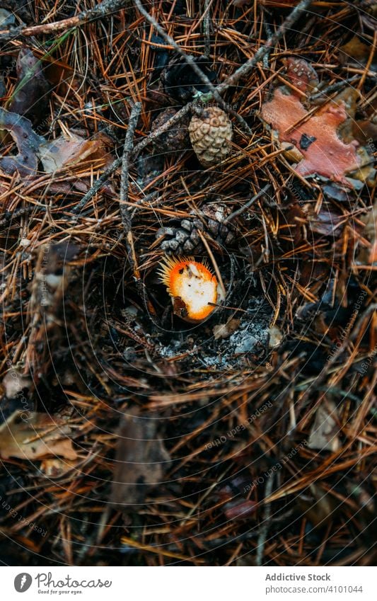 Wildpilz im Wald Herbst Hintergrund braun lecker Diät essbar Lebensmittel frisch funghi Pilz Feinschmecker Gesundheit lactarius natürlich niscalo organisch