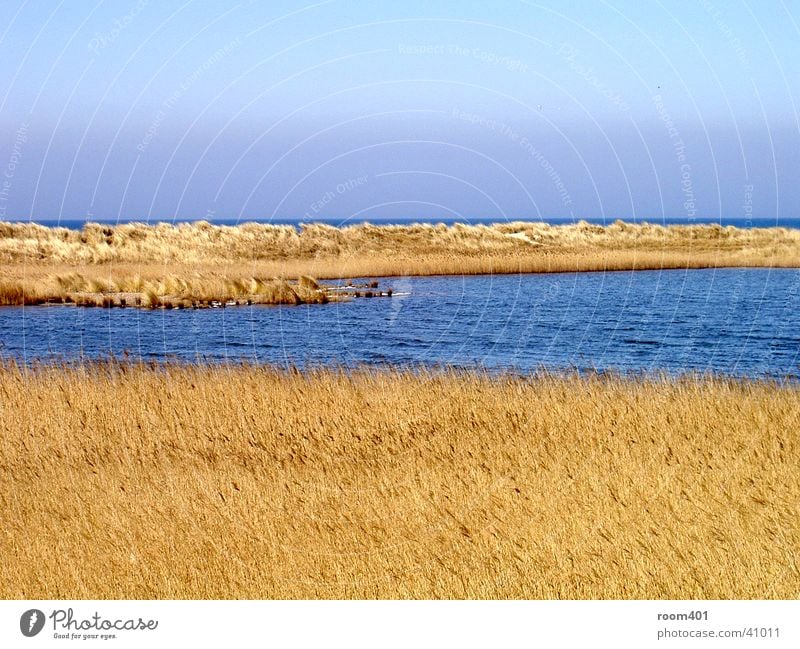 düne durchflossen Gras trocken Schilfrohr Meer ruhig Wasser Stranddüne sanft