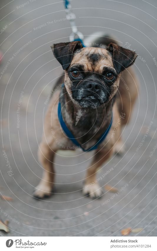 Haushund auf der Straße stehend Hund Spaziergang Tier Haustier heimisch Lifestyle fallen züchten ernst Eckzahn Kabelbaum Wirbeltier gehorsam anleinen Säugetier