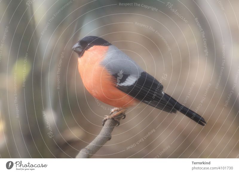 Dompfaff / Gimpel auf einem Ast Vogel Natur Tier Baum Stamm sitzen Wildvogel Farbfoto Außenaufnahme Menschenleer 1 Wildtier Tierporträt Schnabel Pflanze Flügel