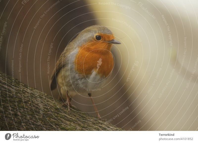 Rotkehlchen auf Ast robin Singvogel Vogel Tier Natur Außenaufnahme Farbfoto klein Singvögel Tierporträt Wildtier niedlich Schnabel Umwelt Garten Feder