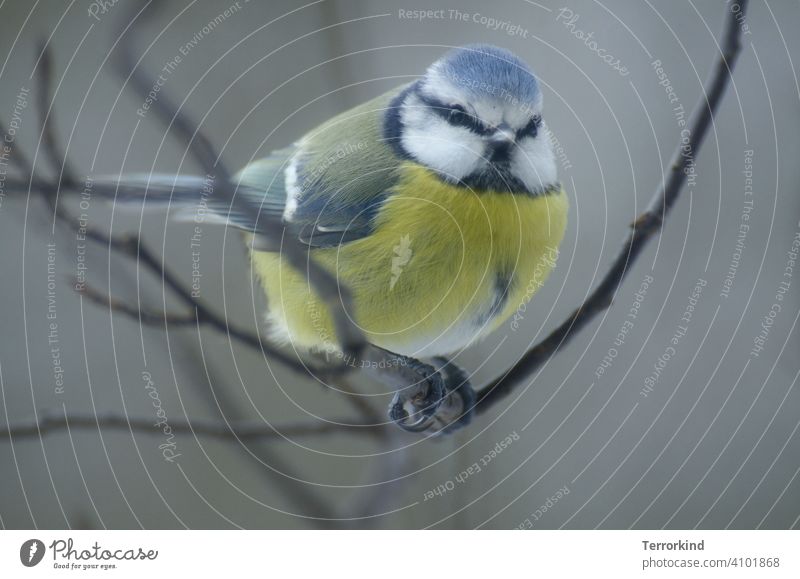 Blaumeise auf einem Ast Meisen Natur Vogel Außenaufnahme Garten Tierporträt Farbfoto Wildtier niedlich klein blau gelb Feder Schnabel weiß Cyanistes caeruleus