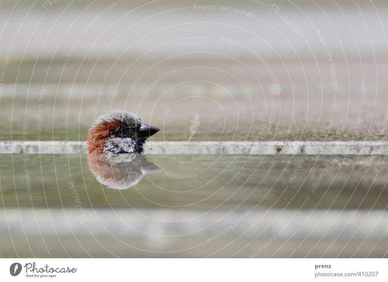 Köpfchen Umwelt Natur Tier braun grün Spatz Kopf Spiegelbild Reflexion & Spiegelung verstecken Vogel Farbfoto Außenaufnahme Menschenleer Textfreiraum oben