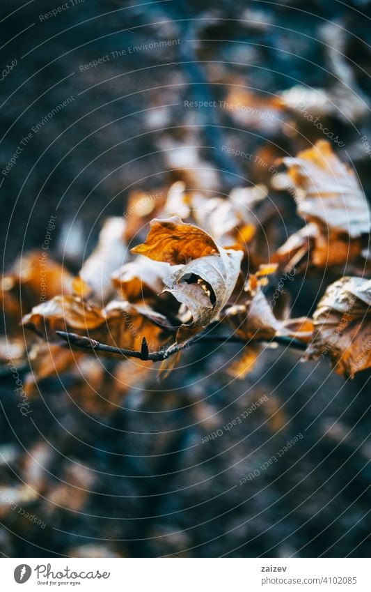 trockene Blätter aus der Nähe gesehen im Herbst - Wintersaison Blatt dunkel gelb immergrüne Eiche Immergrün Flora Natur Nahaufnahme Makro Detailaufnahme