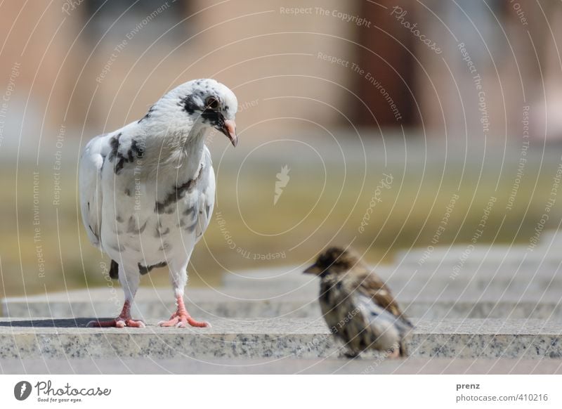 Hallo Kleiner! Umwelt Natur Tier Schönes Wetter Wildtier Vogel Taube 2 braun weiß Spatz Stadt Stadtleben Farbfoto Außenaufnahme Menschenleer Textfreiraum oben