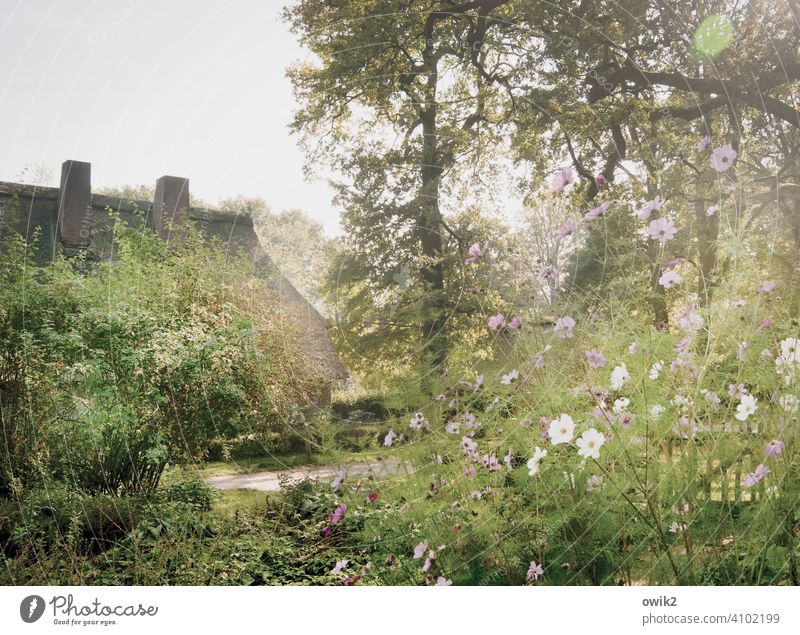 Vorgarten Sträucher grün weiß violett mehrfarbig Bewegung lila aufstrebend Optimismus Frühling Leichtigkeit Blume Landschaft Blütenblatt schön Totale