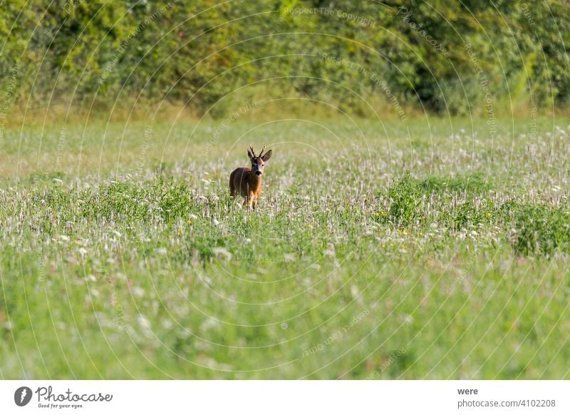 Junges Reh auf einer Wiese jung Tier Tiermotive Bock Textfreiraum kuschlig kuschelig weich Wald Fell Jäger Jagd Landschaft männlich Säugetier Natur niemand