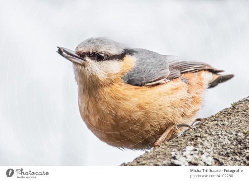 Kleiber mit Korn im Schnabel Sitta europaea Vogel Tiergesicht Kopf Auge Flügel Feder gefiedert Krallen Blick beobachten Wildtier Wildvogel Natur Baum