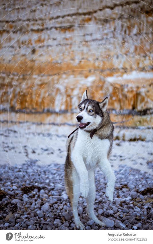 Husky-Hund spielt in der Nähe des felsigen Berges Natur vertikal Schwärmerei Hündchen Tier im Freien Hund im Freien Aktivität im Freien Spielfeld Haustier Glück