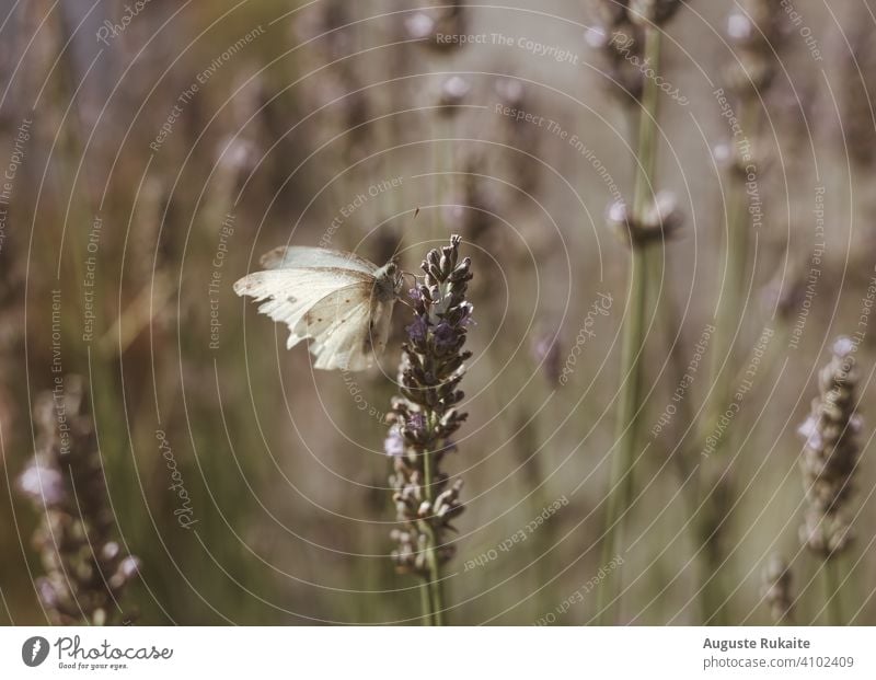 Weißer Schmetterling auf Lavendel sitzend violett Natur Außenaufnahme Farbfoto Sommer Tag Pflanze Tier Menschenleer Duft Blüte Blume Blühend