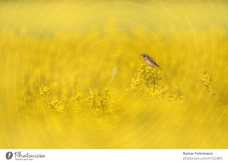 Ein kleiner Vogel, ein Braunkehlchen sitzt in einem blühenden Rapsfeld Saxicola rubetra Feld gelb Natur Frühling Umwelt Singvogel Blühend Farbfoto Landschaft