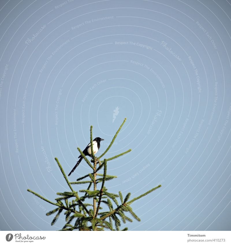 Vogelzählung. Umwelt Tier Himmel Schönes Wetter Baum Elster 1 beobachten Blick warten einfach natürlich blau grün Gefühle Natur Fichte Baumkrone oben Farbfoto