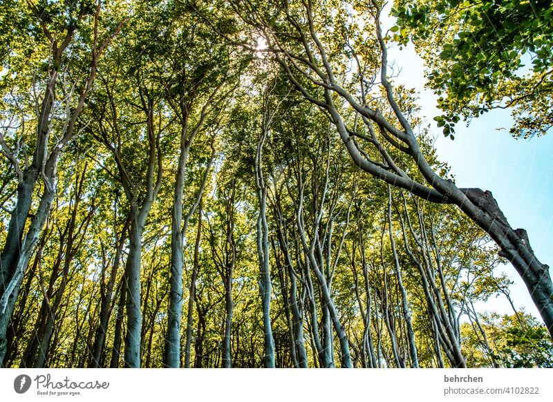 besondere bäume Idylle Sonnenlicht Baumstamm Deutschland Ostseeküste Mecklenburg-Vorpommern Gespensterwald Wald Tourismus Erholung Ferien & Urlaub & Reisen