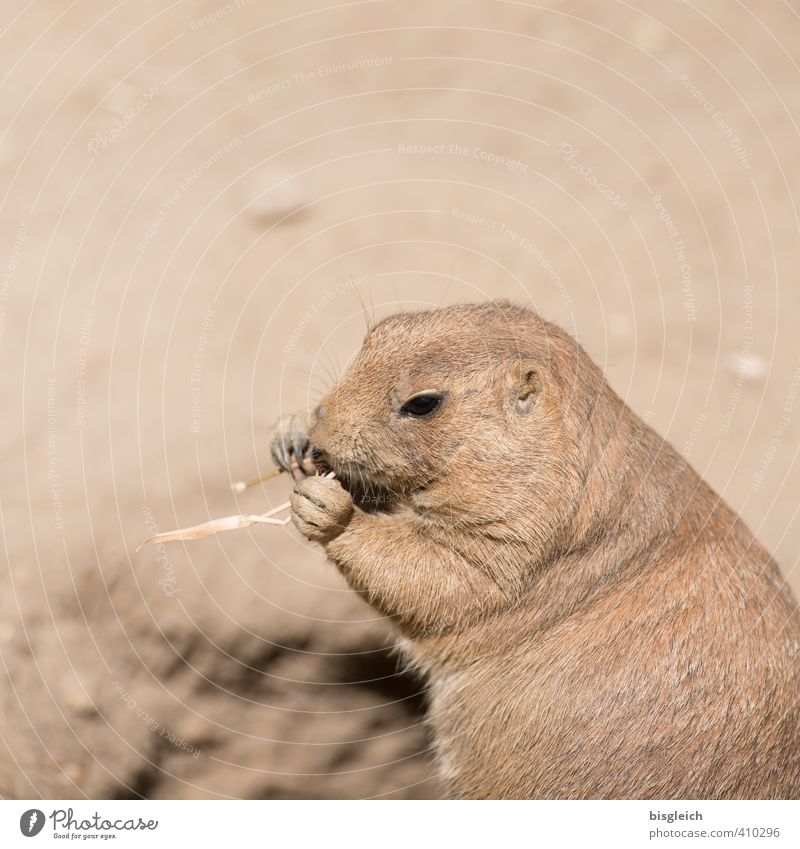 Präriehund II Zoo Tier Wildtier Tiergesicht Fell Krallen 1 Fressen sitzen braun schön Farbfoto Außenaufnahme Menschenleer Textfreiraum oben Tag