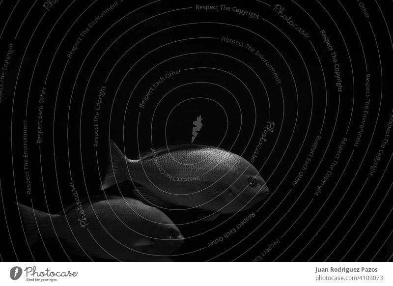 Schwarz und weiß minimalistisches Bild von zwei Fischen in der Dunkelheit Kunst sehr wenige schwarz dunkel MEER Tapete U-Boot marin nautisch schwimmen Tiefe