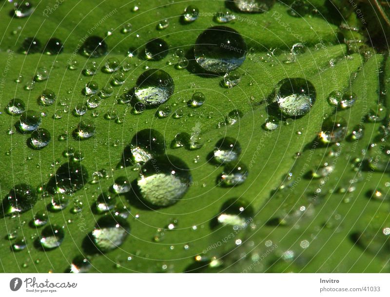 Nach dem Regen Blatt Makroaufnahme Wassertropfen