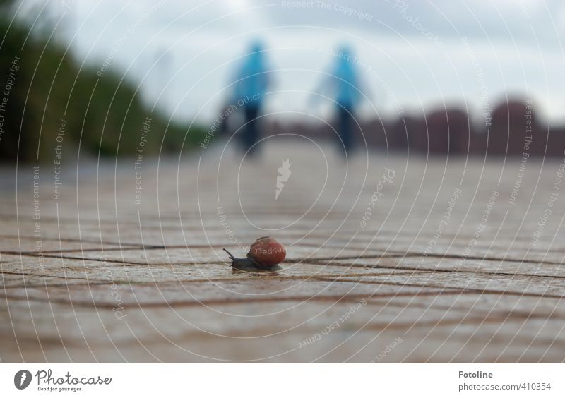 Untermieter | Ich bin einer, gebt acht auf mich! Umwelt Natur Tier Urelemente Erde Himmel Wolken schlechtes Wetter Wildtier Schnecke 1 nass natürlich krabbeln