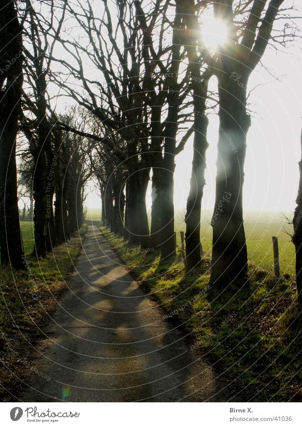 Baumallee im Gegenlicht Winter Allee Sonnenuntergang Niederrhein Xanten wandern Fußweg Zaun Wiese Wald Landschaft Straße Wege & Pfade Schatten Ast Zweig Natur