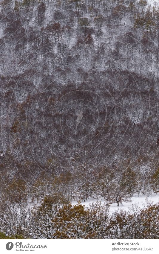 Mit Schnee und Eis bedeckter Buchenwald in einer nebligen Landschaft in den Bergen Nordspaniens Schneefall Berge u. Gebirge Nebel Winter weiß Norden Wald Baum