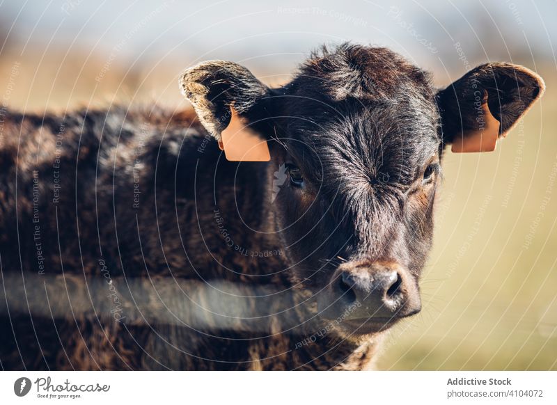 Landschaftlicher Blick auf grasende Tiere auf einer Sommerweide weiden Weide Kuh heimisch Feld Natur Säugetier Herde grün Wiese Bauernhof ländlich Wade Umwelt