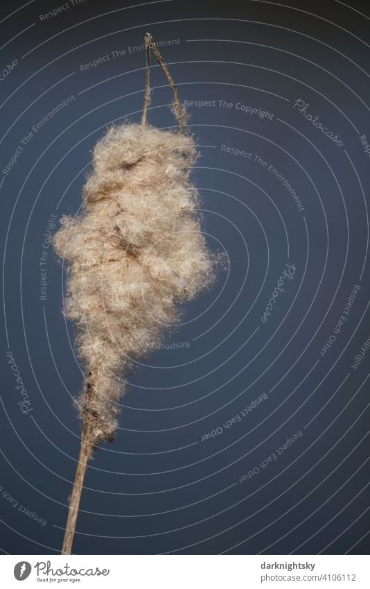 Schilf, Typha latifolia im Detail vor einem blauen Hintergrund mit Farbverlauf Nahaufnahme Teich Farbfoto Sonnenschein Kanonenreiniger Typha Latifolia Gewässer