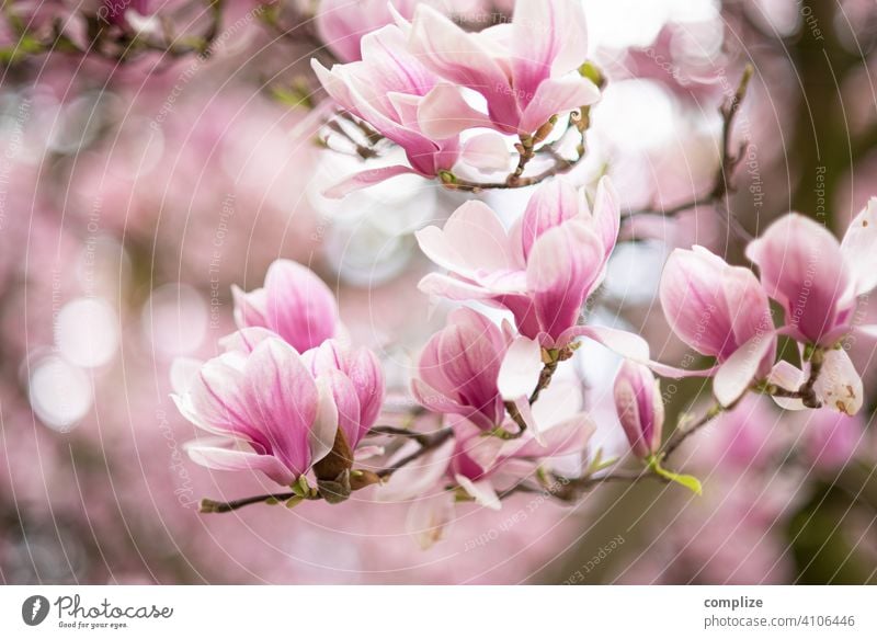 Magnolien Zweig mit Blüten im Frühling Wachstum Pflanze Hintergrundbild Wellness Baum schön Natur natürlich Duft Spa Blume Blühend Magnoliengewächse