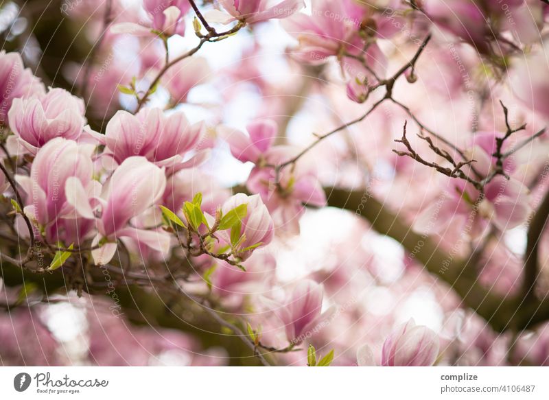 Magnolien-Baum im Frühling Wachstum Pflanze Hintergrundbild Wellness schön Natur natürlich Duft Spa Blume Blühend Blüte Magnoliengewächse Magnolienbaum blühen