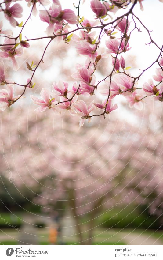 Magnolien im Park Wachstum Pflanze Hintergrundbild Wellness Baum schön Natur natürlich Duft Spa Blume Blühend Blüte Frühling Magnoliengewächse Magnolienbaum